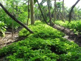 auroville_26