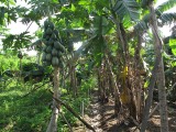 auroville_27