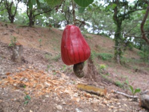 koh Payam et OstéoThaï 4