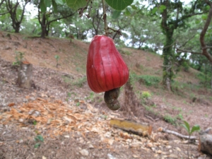 koh Payam et OstéoThaï 4 koh Payam et OstéoThaï 4